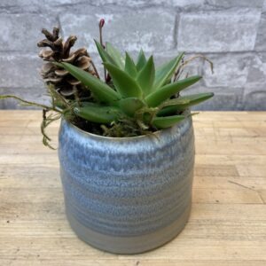 The Minimalist Succulent for the Holidays