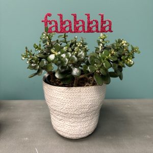 The Falalalala Jade in Gorgeous Pot!
