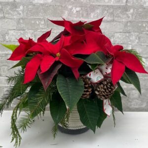 Dressed Poinsettia in Basket