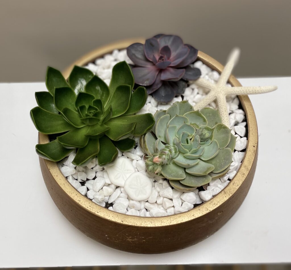 Pebbles Succulent Planter Flower Chix