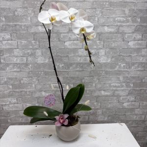 Orchid's Are a Mom's Best Friend!