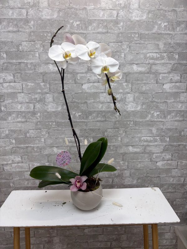 Orchid's Are a Mom's Best Friend!