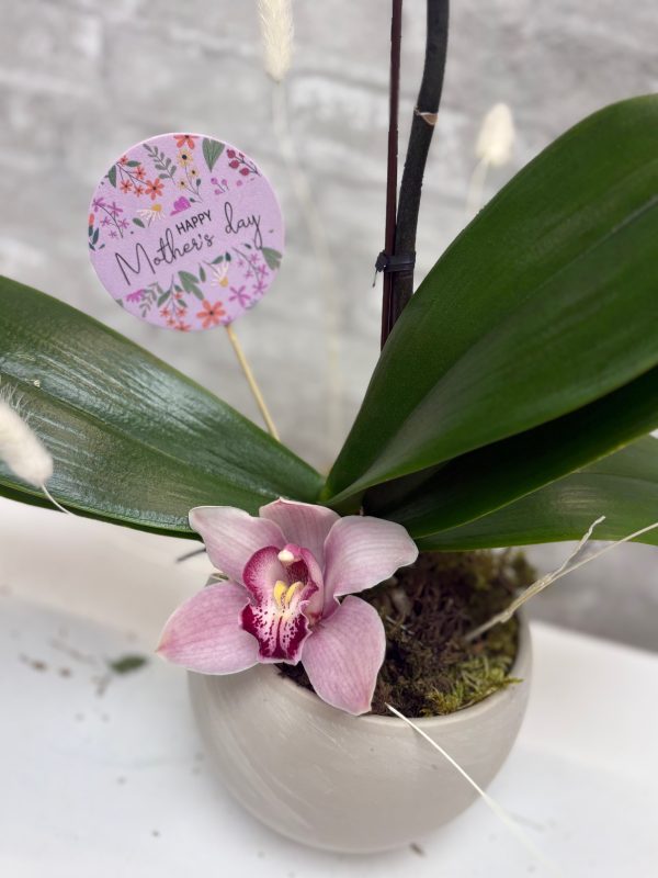 Orchid's Are a Mom's Best Friend! - Image 2