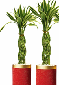 4 IN Braided Bamboo in Red with Gold Rim