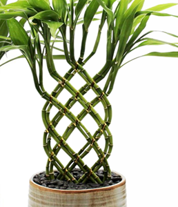 6 IN Trellis 12 Bamboo in Glazed Pot