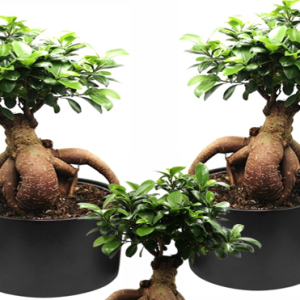8 Inch Ficus Ginseng Bonsai in Matte Ceramic