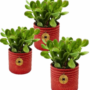 4 Inch Good Luck Jade in Red Jewel Pot