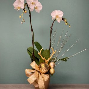 The Gilded Phalaenopsis Orchid