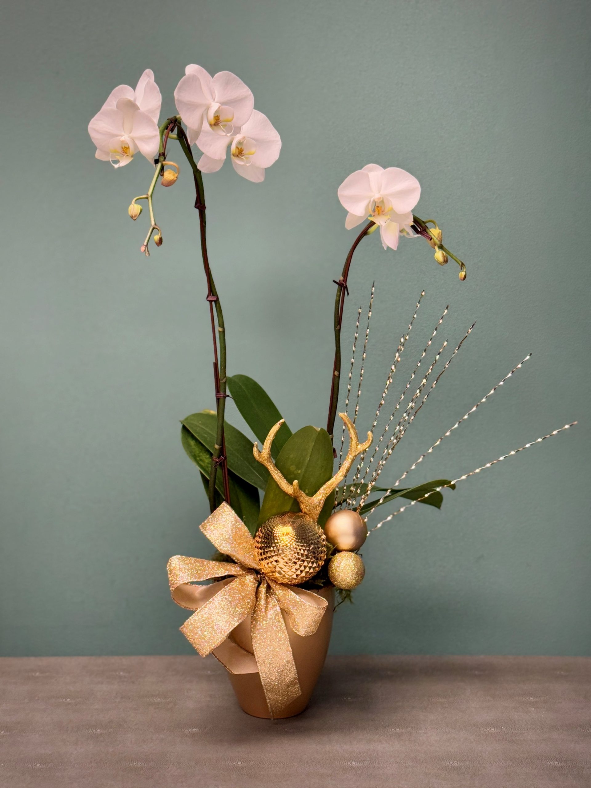 The Gilded Phalaenopsis Orchid