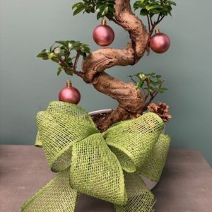 Bows & Baubles Bonsai!
