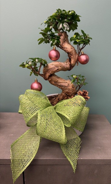 Bows & Baubles Bonsai!