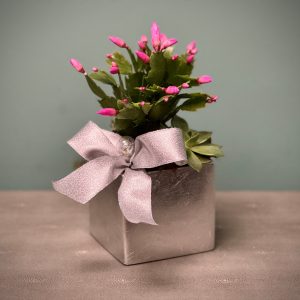 Merry Cactus Pair