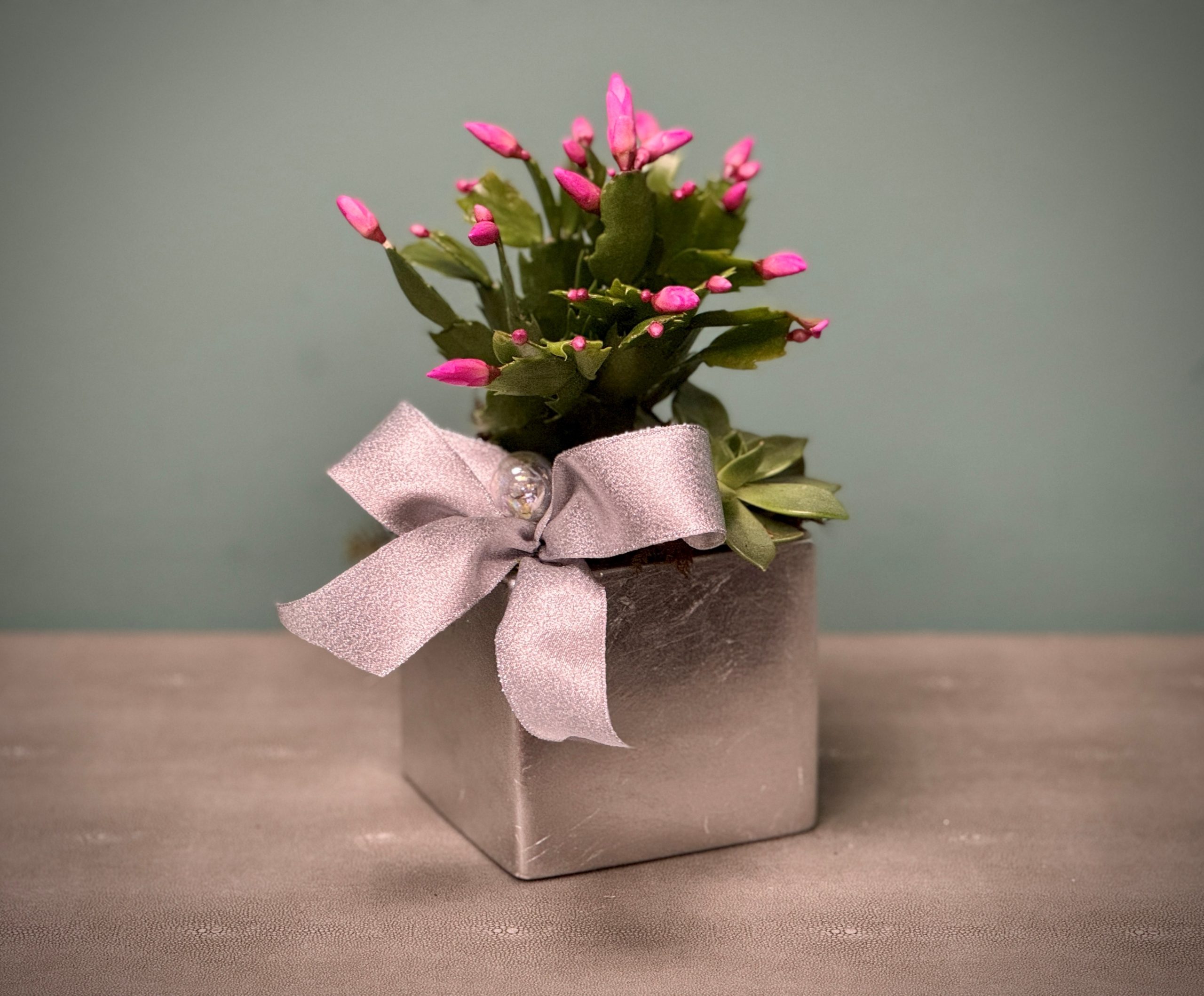 Merry Cactus Pair