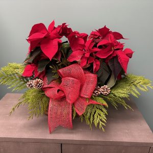 Dressed Poinsettia in Basket