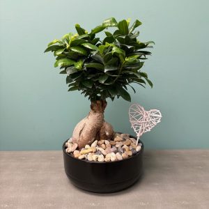 You Had Me at Bonsai!