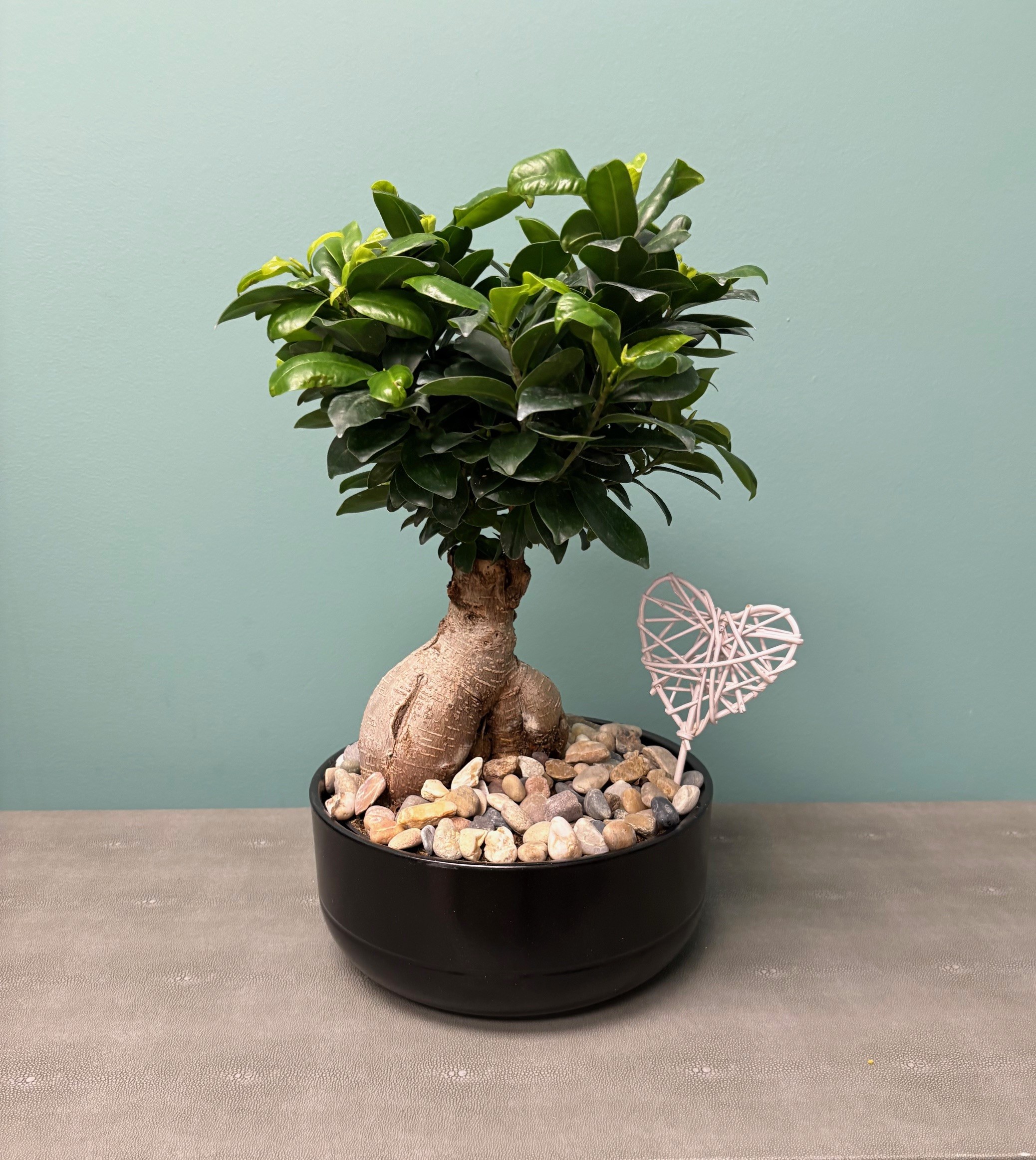 You Had Me at Bonsai!