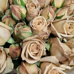 earth spray roses