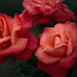 nadiya-ploschenko-8WsUk6MF8ko-unsplash nadiya-ploschenko-8WsUk6MF8ko-unsplash